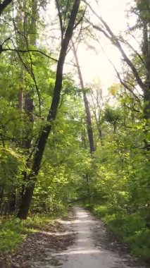 Gündüz Ukrayna 'daki bir sonbahar ormanının dikey videosu