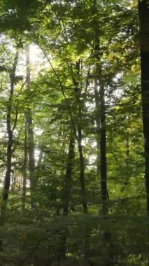 Gündüz Ukrayna 'daki bir sonbahar ormanının dikey videosu