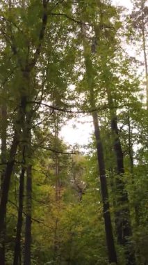 Gündüz Ukrayna 'daki bir sonbahar ormanının dikey videosu