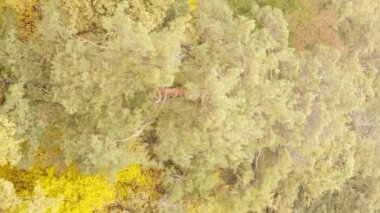 Gündüz Ukrayna 'daki bir sonbahar ormanının dikey videosu