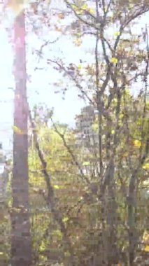 Gündüz Ukrayna 'daki bir sonbahar ormanının dikey videosu