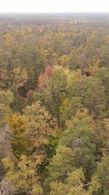 Gündüz Ukrayna 'daki bir sonbahar ormanının dikey videosu