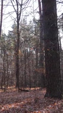 Gündüz Ukrayna 'daki bir sonbahar ormanının dikey videosu