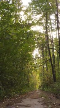 Gündüz Ukrayna 'daki bir sonbahar ormanının dikey videosu