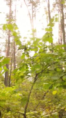 Gündüz Ukrayna 'daki bir sonbahar ormanının dikey videosu