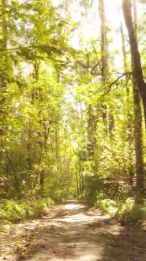 Gündüz Ukrayna 'daki bir sonbahar ormanının dikey videosu