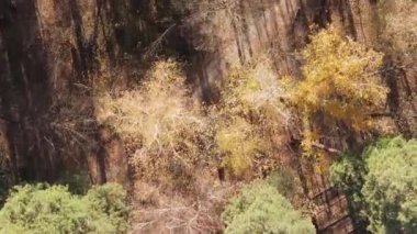 Gündüz Ukrayna 'daki bir sonbahar ormanının dikey videosu