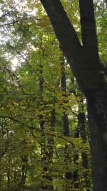 Gündüz Ukrayna 'daki bir sonbahar ormanının dikey videosu