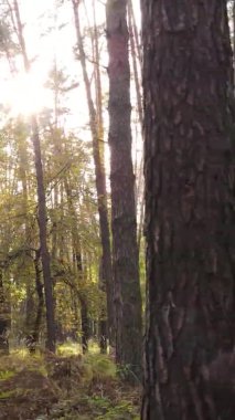 Sonbaharda birçok ağacın olduğu bir ormanın dikey videosu