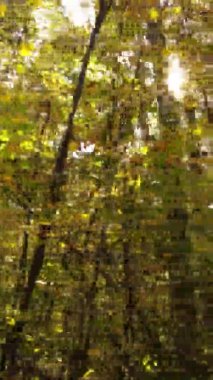 Sonbaharda birçok ağacın olduğu bir ormanın dikey videosu