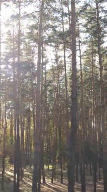 Sonbaharda birçok ağacın olduğu bir ormanın dikey videosu