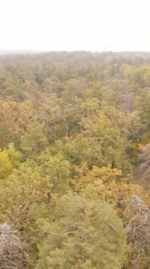 Sonbaharda birçok ağacın olduğu bir ormanın dikey videosu