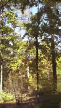 Sonbaharda birçok ağacın olduğu bir ormanın dikey videosu