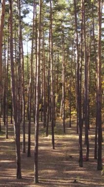 Sonbaharda birçok ağacın olduğu bir ormanın dikey videosu