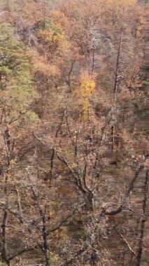 Sonbaharda birçok ağacın olduğu bir ormanın dikey videosu