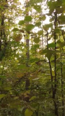 Sonbaharda birçok ağacın olduğu bir ormanın dikey videosu