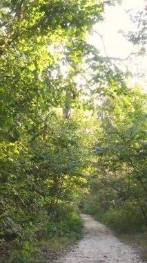 Sonbaharda birçok ağacın olduğu bir ormanın dikey videosu