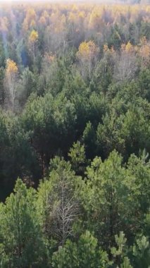 Sonbaharda birçok ağacın olduğu bir ormanın dikey videosu