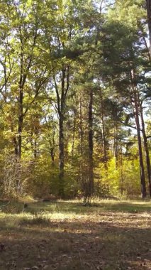 Sonbaharda birçok ağacın olduğu bir ormanın dikey videosu