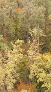 Sonbaharda birçok ağacın olduğu bir ormanın dikey videosu