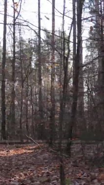 Sonbaharda birçok ağacın olduğu bir ormanın dikey videosu