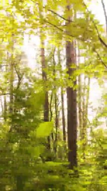 Sonbaharda birçok ağacın olduğu bir ormanın dikey videosu