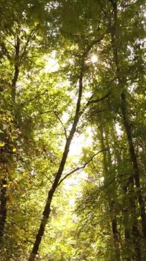 Sonbaharda birçok ağacın olduğu bir ormanın dikey videosu