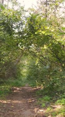 Sonbaharda birçok ağacın olduğu bir ormanın dikey videosu