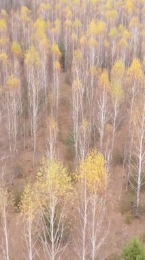 Sonbaharda birçok ağacın olduğu bir ormanın dikey videosu