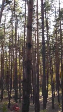 Sonbaharda birçok ağacın olduğu bir ormanın dikey videosu