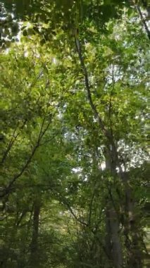 Sonbaharda birçok ağacın olduğu bir ormanın dikey videosu