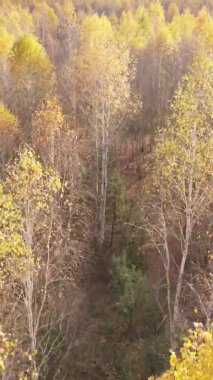 Sonbaharda birçok ağacın olduğu bir ormanın dikey videosu