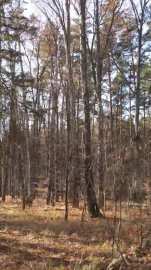 Sonbaharda birçok ağacın olduğu bir ormanın dikey videosu