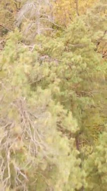 Sonbaharda birçok ağacın olduğu bir ormanın dikey videosu