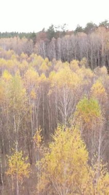 Sonbaharda birçok ağacın olduğu bir ormanın dikey videosu