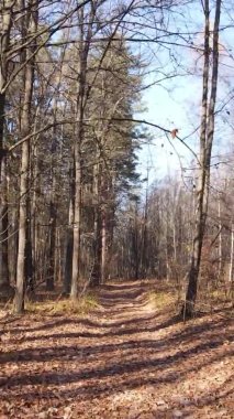 Sonbaharda birçok ağacın olduğu bir ormanın dikey videosu