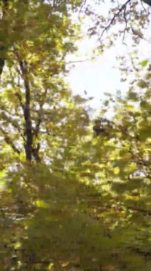 Sonbaharda birçok ağacın olduğu bir ormanın dikey videosu