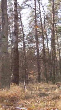 Sonbaharda birçok ağacın olduğu bir ormanın dikey videosu