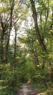 Sonbaharda birçok ağacın olduğu bir ormanın dikey videosu