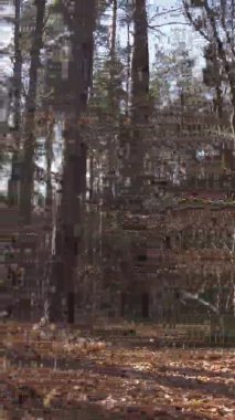 Sonbaharda birçok ağacın olduğu bir ormanın dikey videosu