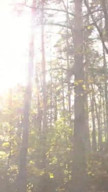 Sonbaharda birçok ağacın olduğu bir ormanın dikey videosu