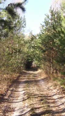 Sonbaharda birçok ağacın olduğu bir ormanın dikey videosu