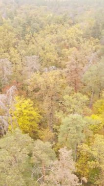 Sonbaharda birçok ağacın olduğu bir ormanın dikey videosu