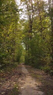 Sonbaharda birçok ağacın olduğu bir ormanın dikey videosu