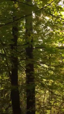 Sonbaharda birçok ağacın olduğu bir ormanın dikey videosu