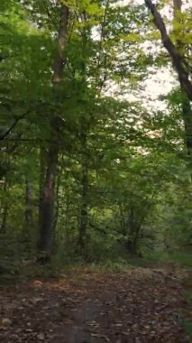 Sonbaharda birçok ağacın olduğu bir ormanın dikey videosu