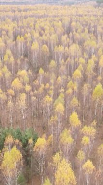 Sonbaharda birçok ağacın olduğu bir ormanın dikey videosu