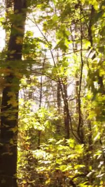 Sonbaharda birçok ağacın olduğu bir ormanın dikey videosu