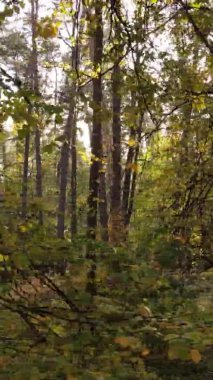 Sonbaharda birçok ağacın olduğu bir ormanın dikey videosu