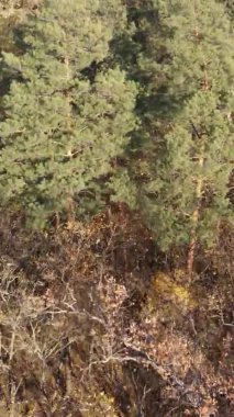 Sonbaharda birçok ağacın olduğu bir ormanın dikey videosu